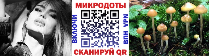 где купить Златоуст Псилоцибиновые грибы Psilocybe